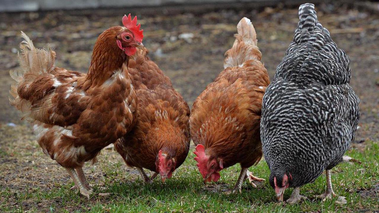 Un premier cas de grippe aviaire ce printemps en Gaspésie