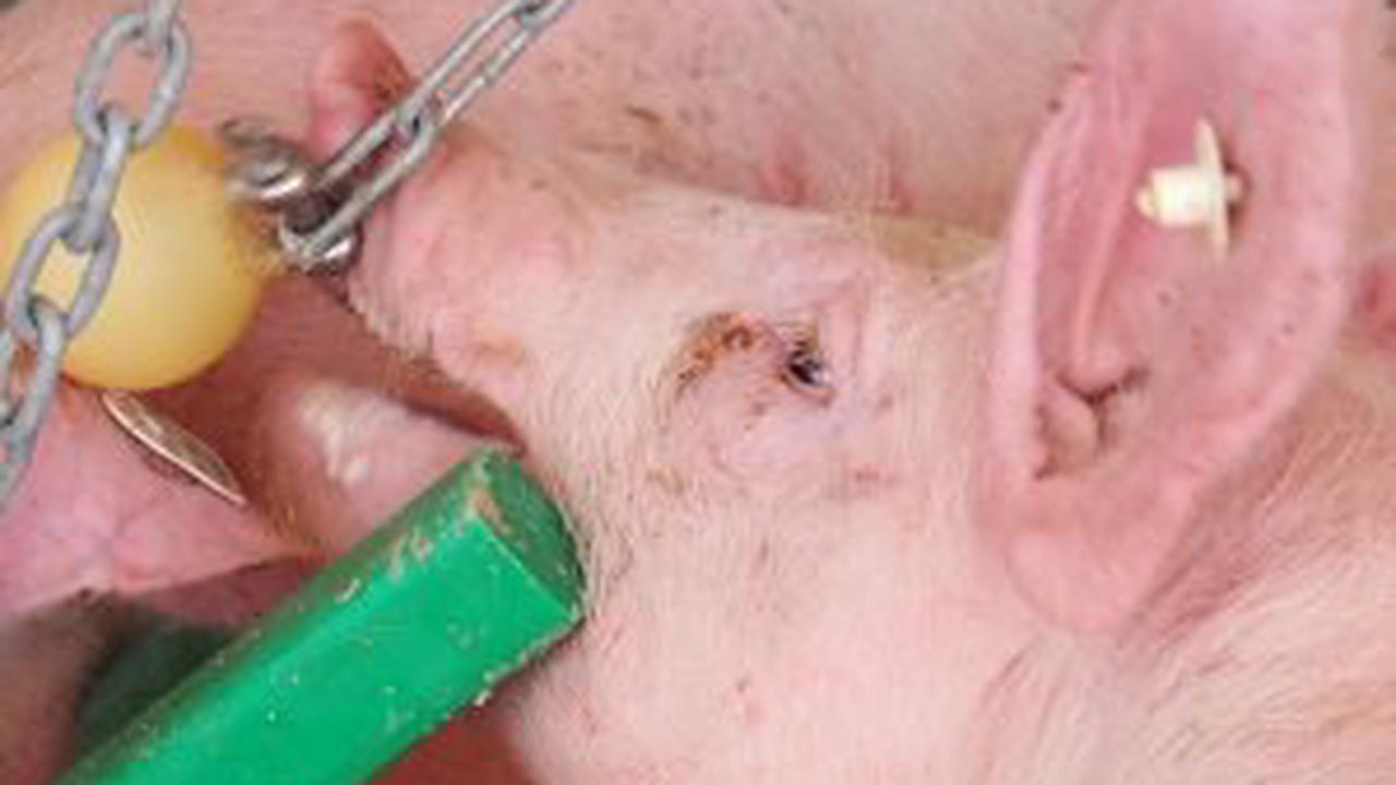 Nachrichten und Informationen auf einen Blick. Artikelsammlung von proplanta.de zum Thema: Schweinemastanlage