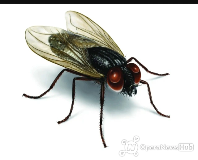 How To Get Flies Out Of The House Without Killing Them