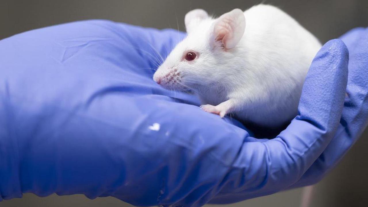 Expérimentation animale – Les méthodes alternatives sont nombreuses