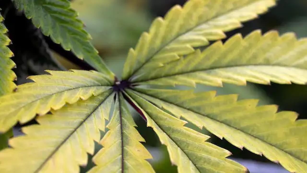 Infrastruktur: Was es für die Cannabis-Legalisierung braucht