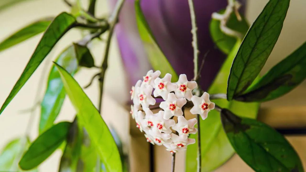 Wachsblume – Pflege-Tipps für die schöne Zimmerpflanze