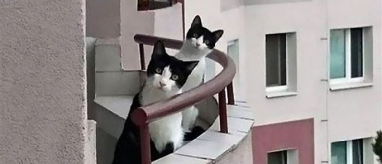 12 Photos De Chats Faisant Ressortir A La Fois Leur Cote Comique Et Leur Beaute Opera News