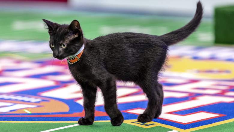 Watch Lawyer Tells Judge I Am Not A Cat After Joining Zoom Court Hearing With Kitten Filter Opera News