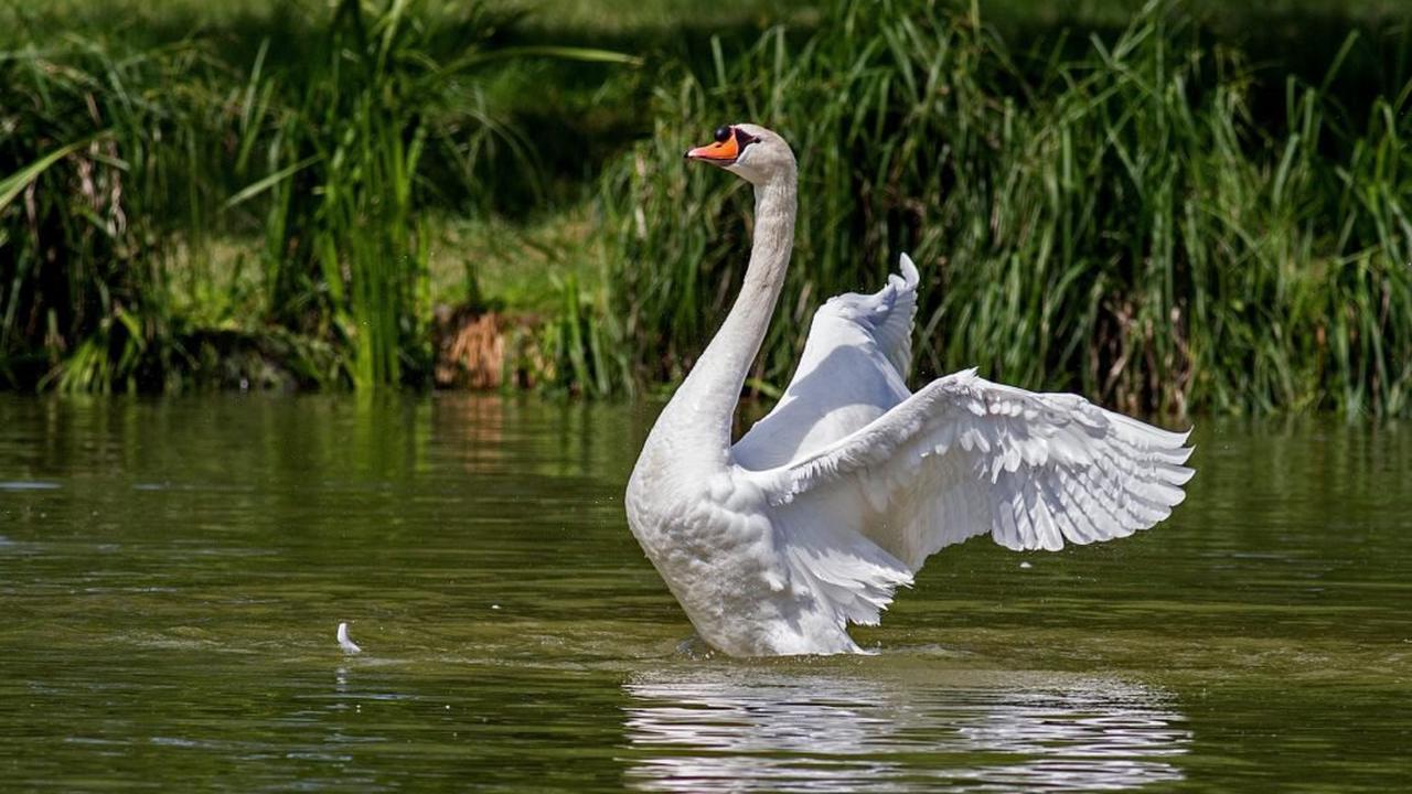 Loire: un premier cas de grippe aviaire détecté, des mesures mises en place