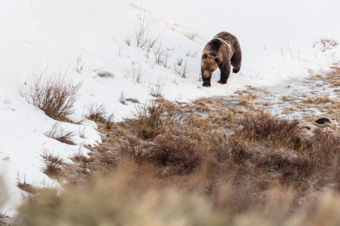 Grizzly bear relocated to northwest of Dubois Opera News