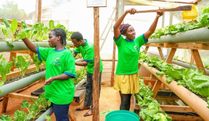 Youth & Agriculture-Kenya Youth Agribusiness Strategy | FarmLINK Kenya