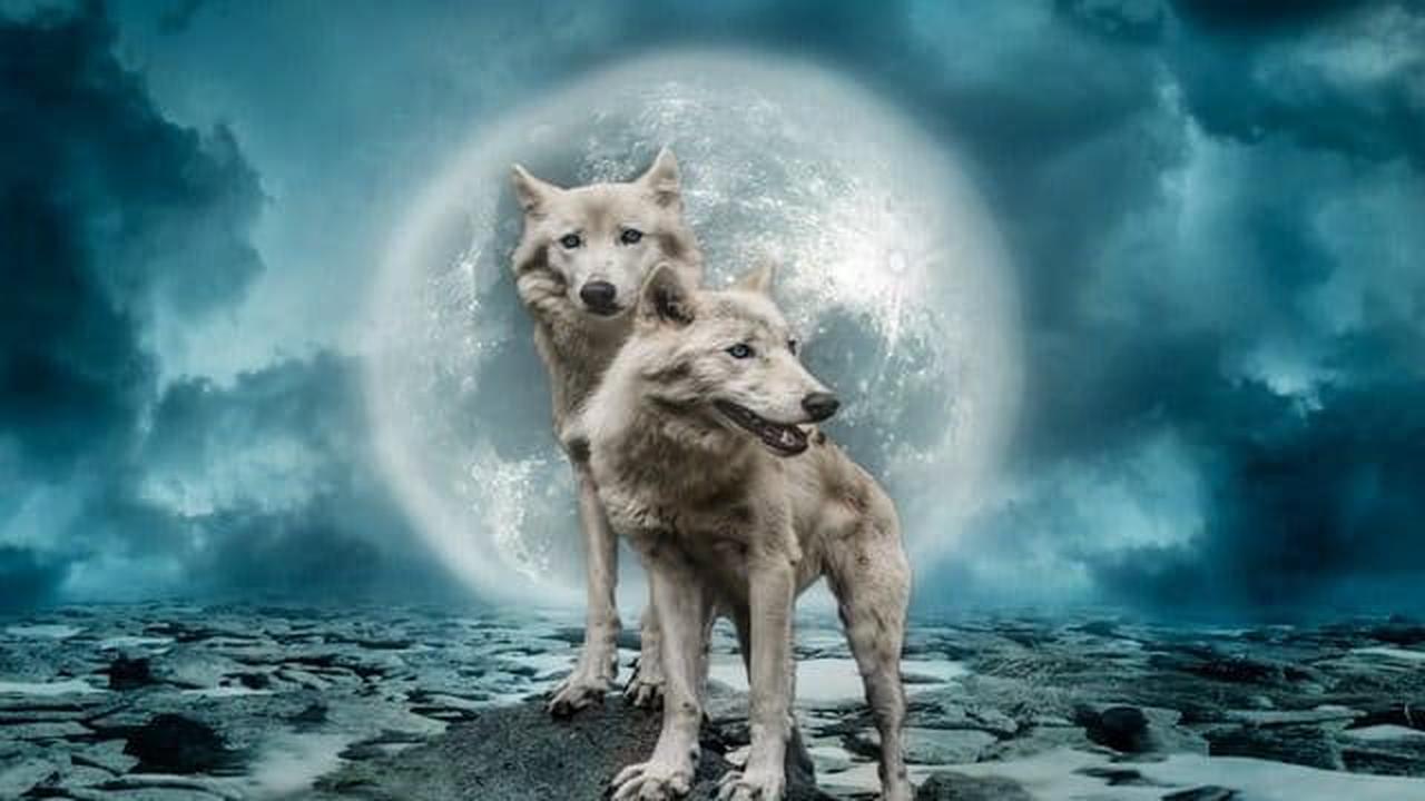 Ce soir, la Pleine Lune du Loup brille : pourquoi l'appelle-t-on ainsi et quand la voir dans le ciel