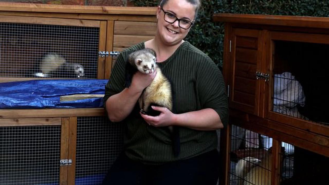 The joys and challenges of running Ireland's only ferret rescue centre