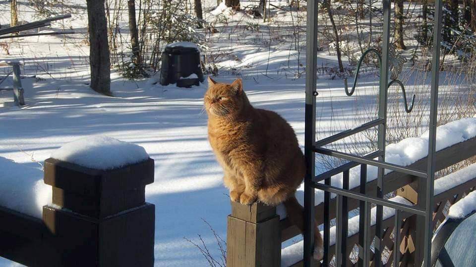 Un Chat Disparu Depuis Cinq Ans Retrouve Sa Famille Pour Noel Opera News
