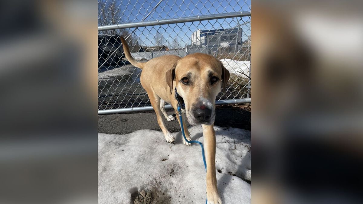 Pet Project Kiki Opera News