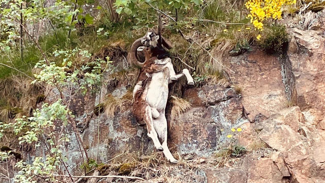 Widder hängt an Felswand bei Thale: Jäger versuchen, das Tier zu retten
