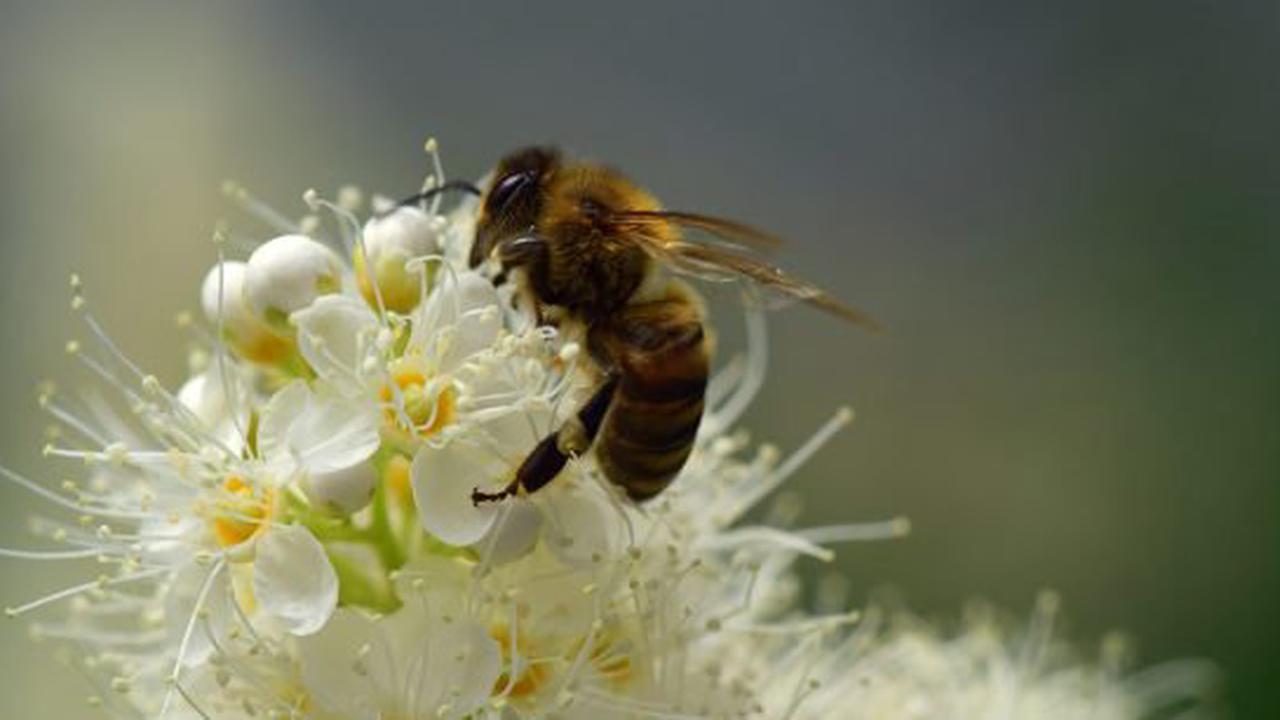 NABU NRW: Mehr regionale Blütenvielfalt macht den Unterschied für nektarsammelnde Insekten