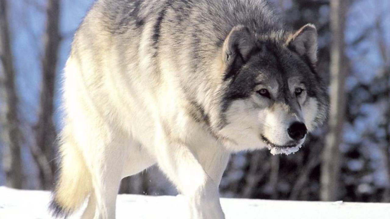 Интернет-пользователи из Пушкинских Гор пожаловались на засилье волков