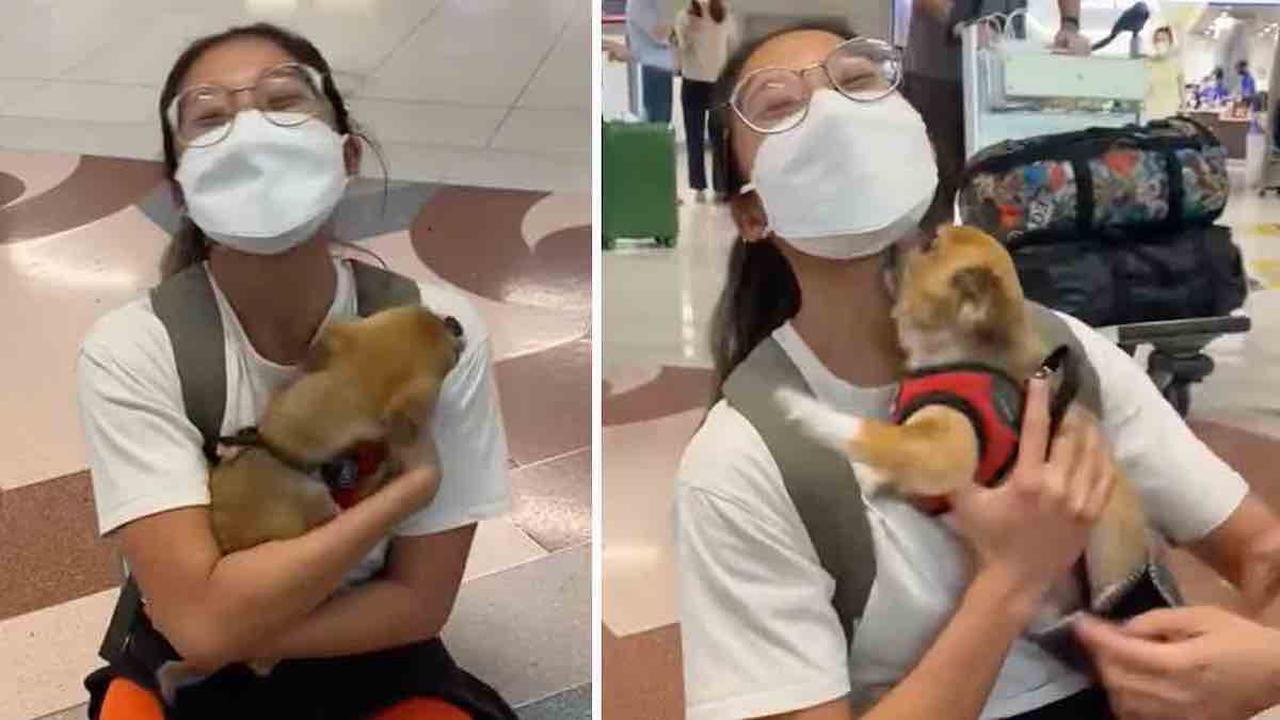 Vidéo: Un chien est bouleversé de revoir sa maîtresse pour la 1ère fois depuis 2 ans : « Il s’est mis à pleurer ».