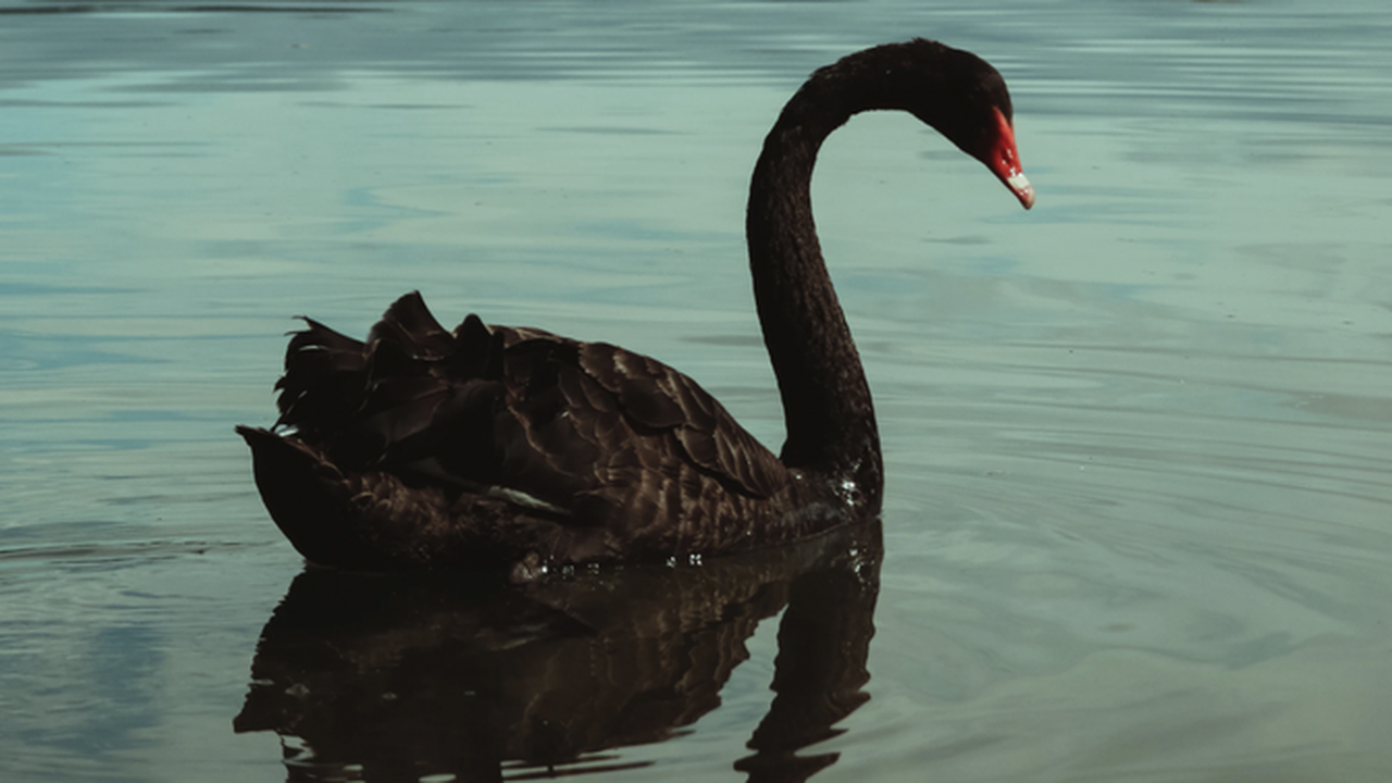 Worth Zero: 'Black Swan' Author Nassim Taleb - Opera