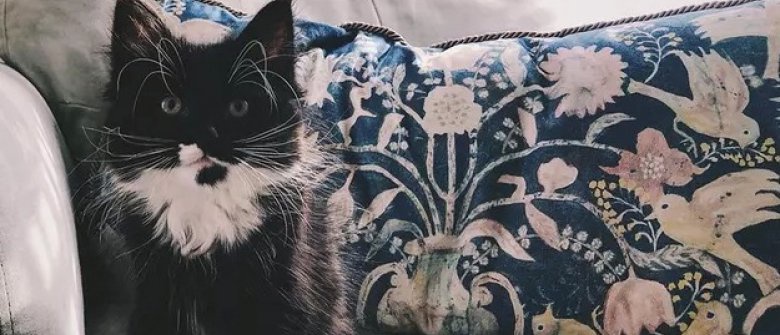 15 Chats Aux Moustaches Sublimes Opera News