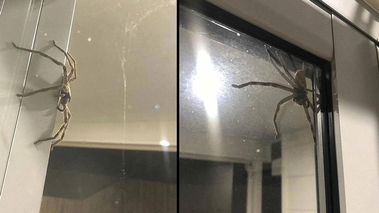 Größte Spinne aller Zeiten in Australien entdeckt