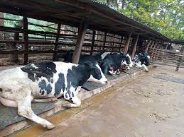 DAIRY FARM TOUR; 11th August 2018, Tujenge Dairy Farm – Embu County – Oxfarm