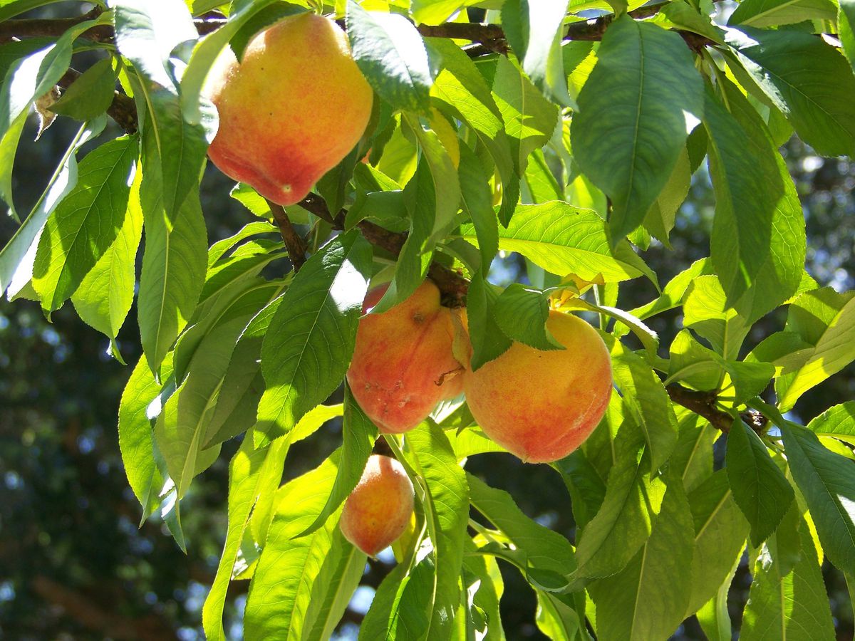 Gardening Begins In January With The Dream Opera News