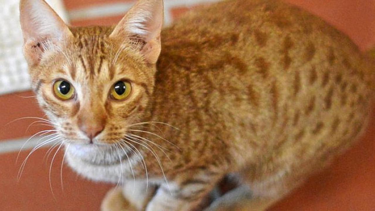 Sieben Katzenfans für Ocicats zum Kuscheln gesucht