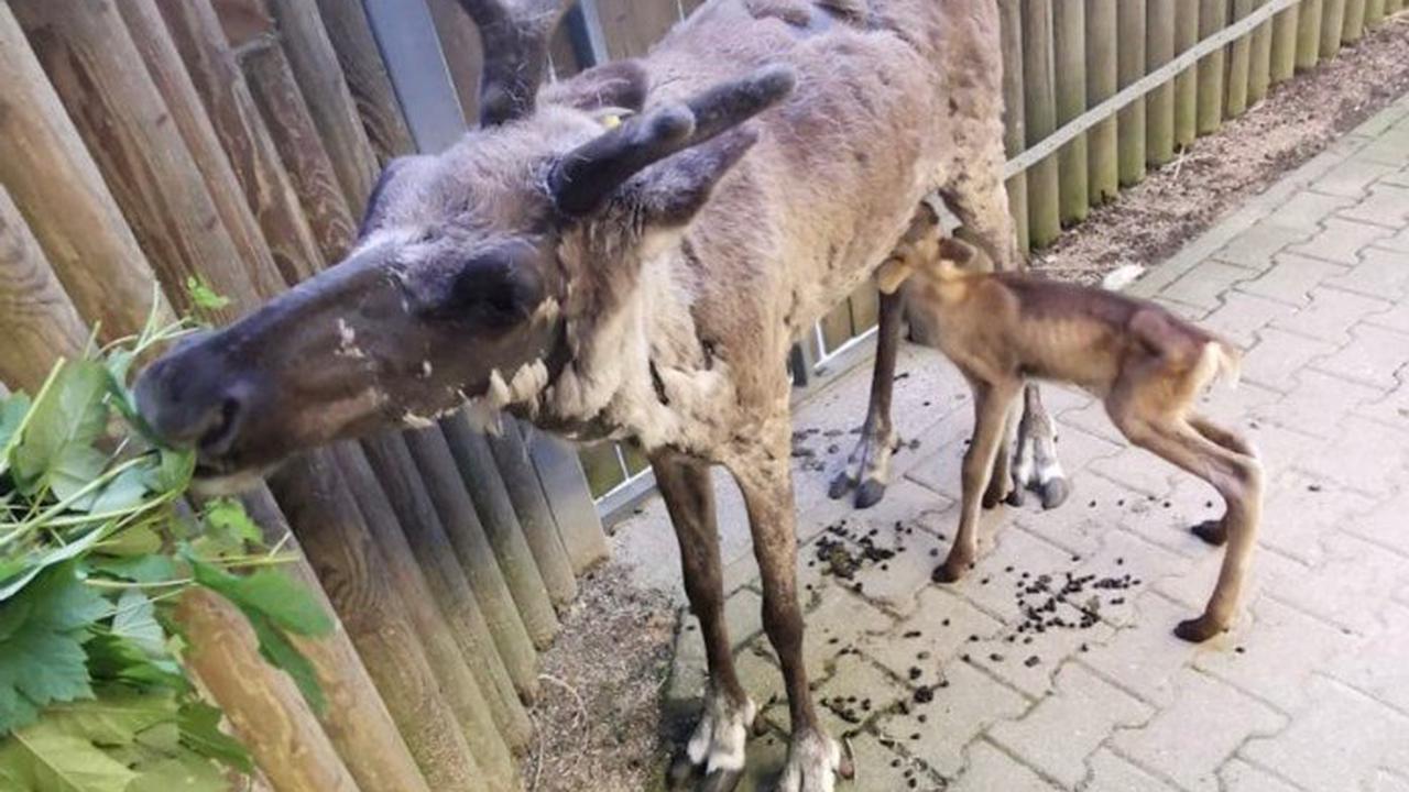 Rentier-Baby im Zoo Augsburg geboren