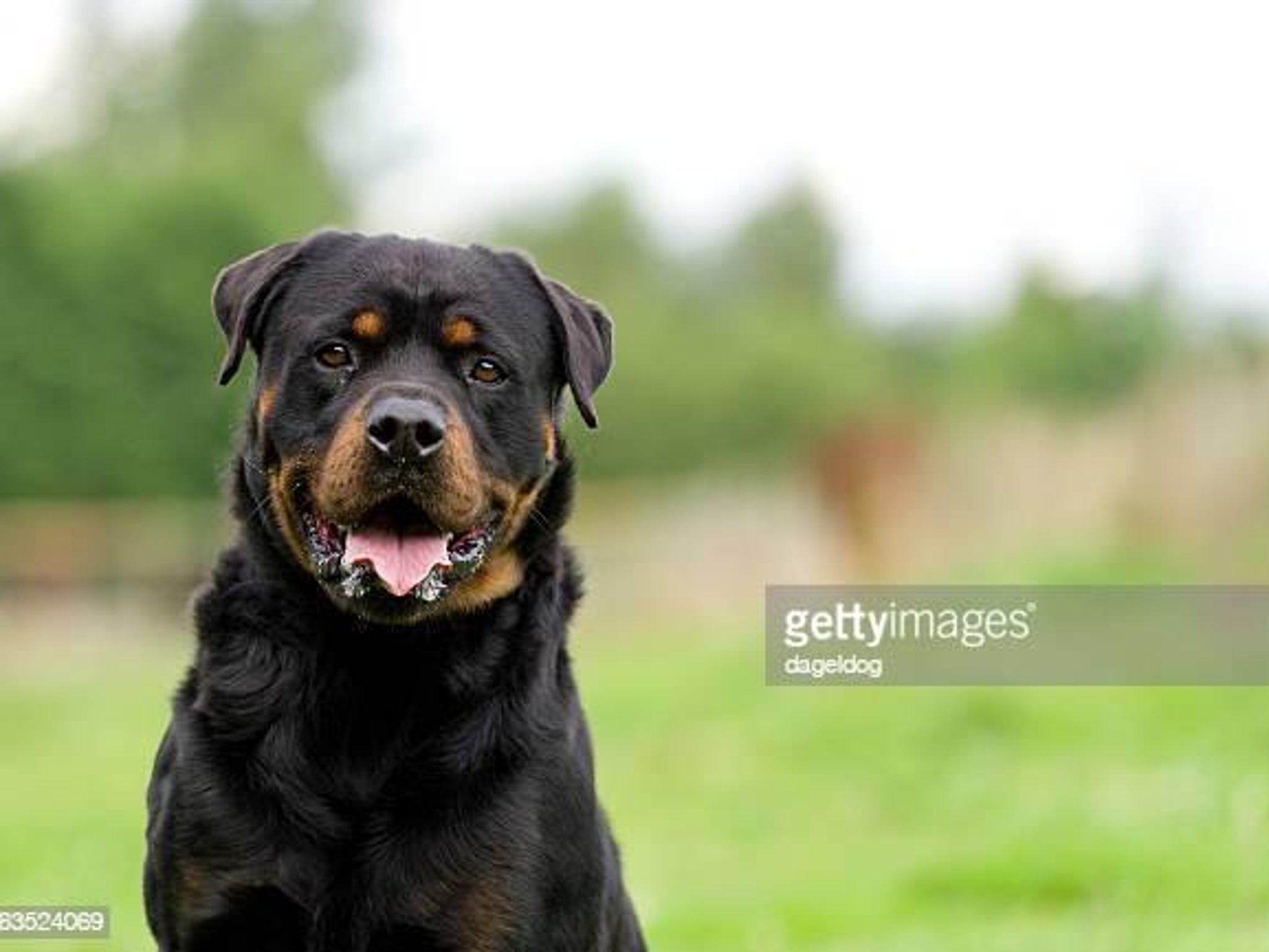 Dangerous Rottweiler That Savaged Jack Russell To Death Believed To Have Killed Two Other Dogs Previously Opera News