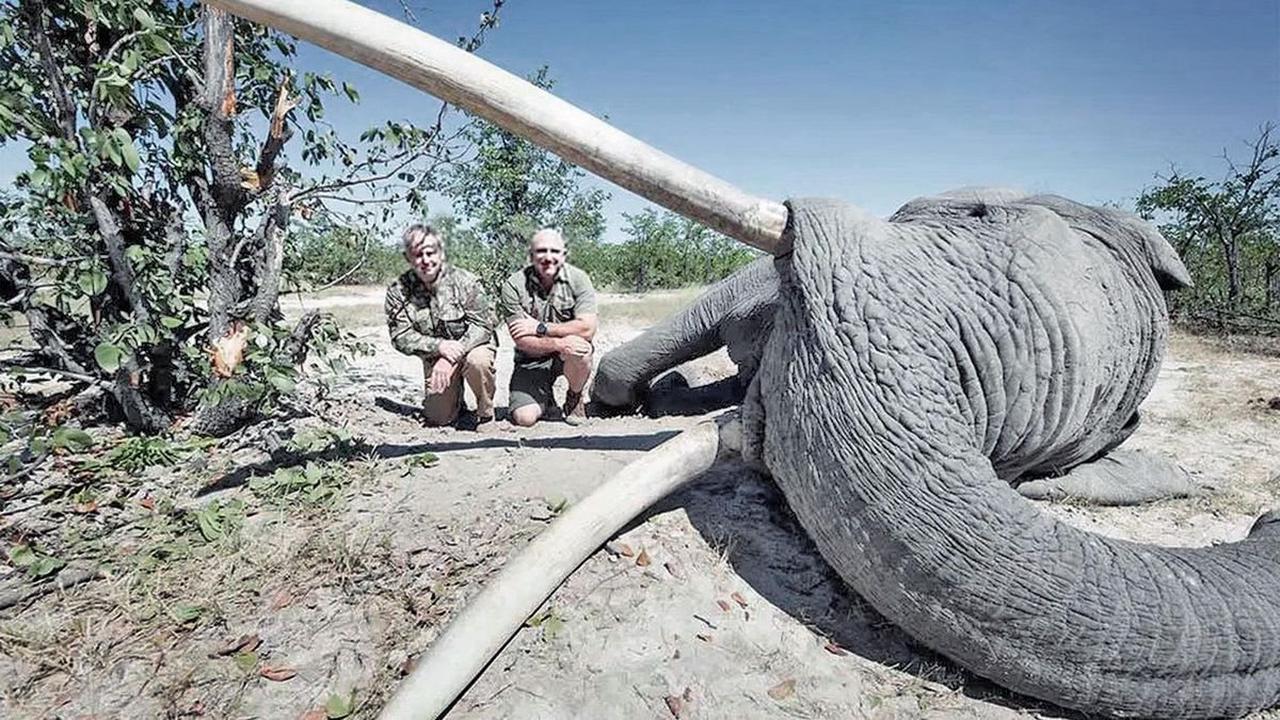 Schweizer auf Trophäenjagd  – Für 50’000 Dollar einen Elefanten töten? Findet der WWF gut