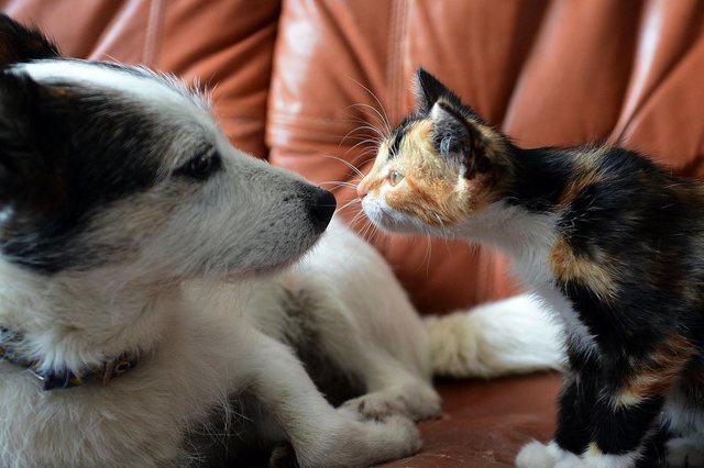 Here are the 6 best catfriendly dog breeds and how to introduce them