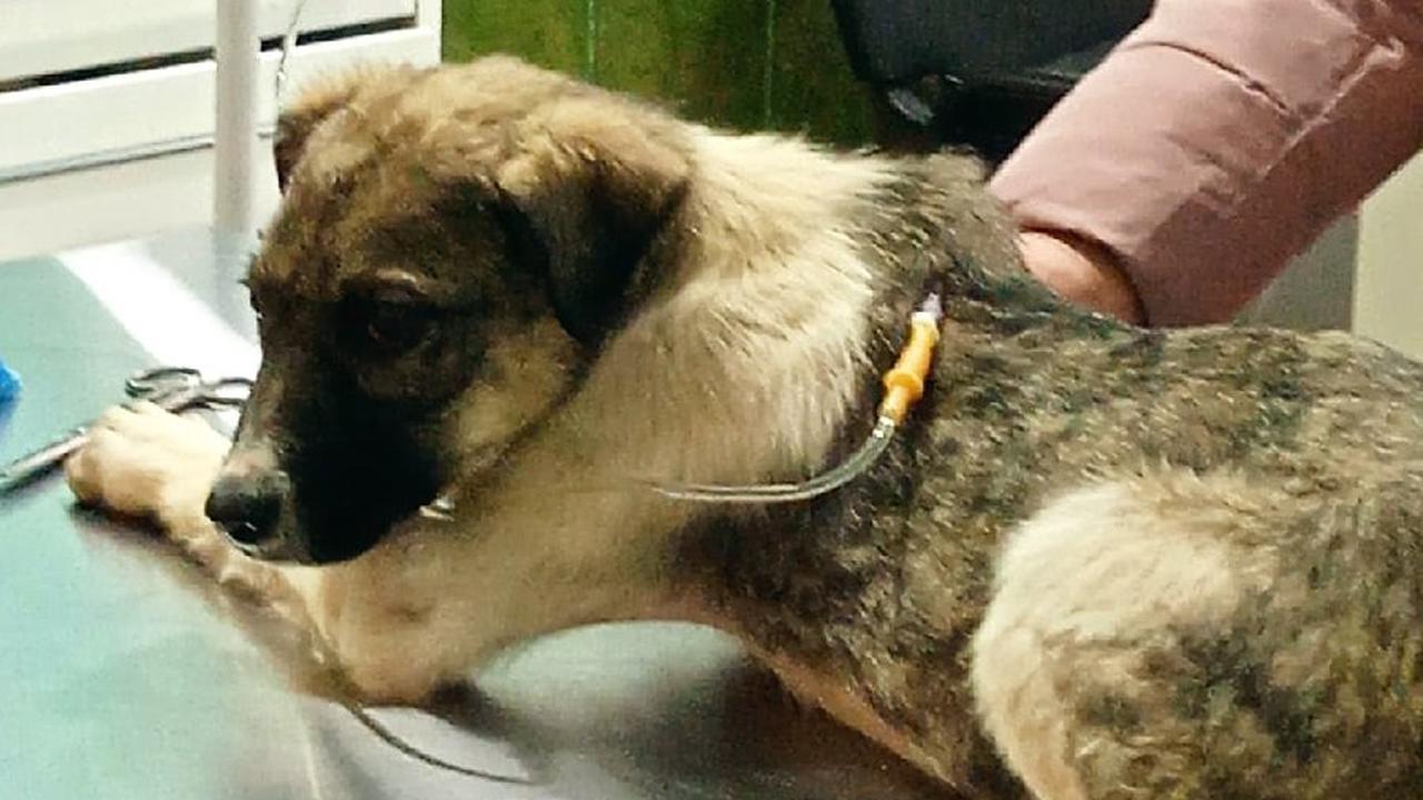 Жестоко избитый пенсионером в Оренбурге щенок идёт на поправку