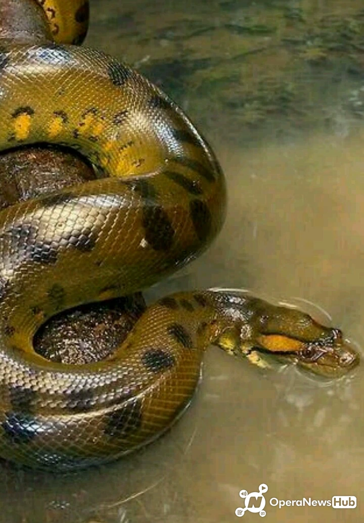 The Green Anaconda More Dangerous Than Any Anaconda Species