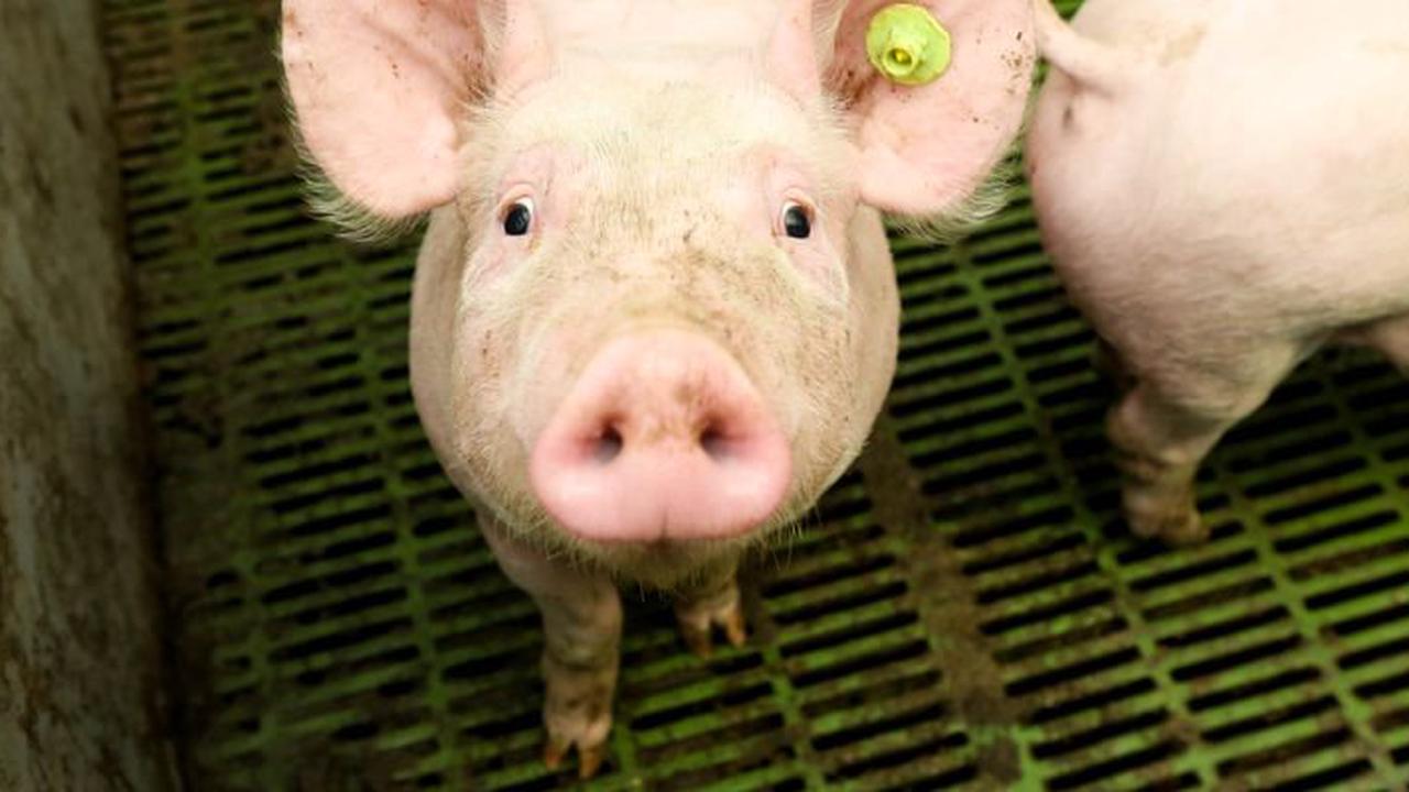 Sollen Vollspaltenböden für Schweine gesetzlich verboten werden?