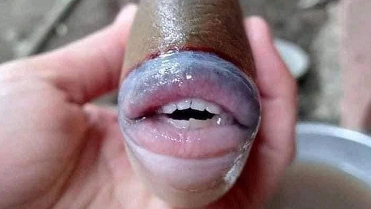 Angler fängt bizarren Fisch mit menschlichen Zähnen