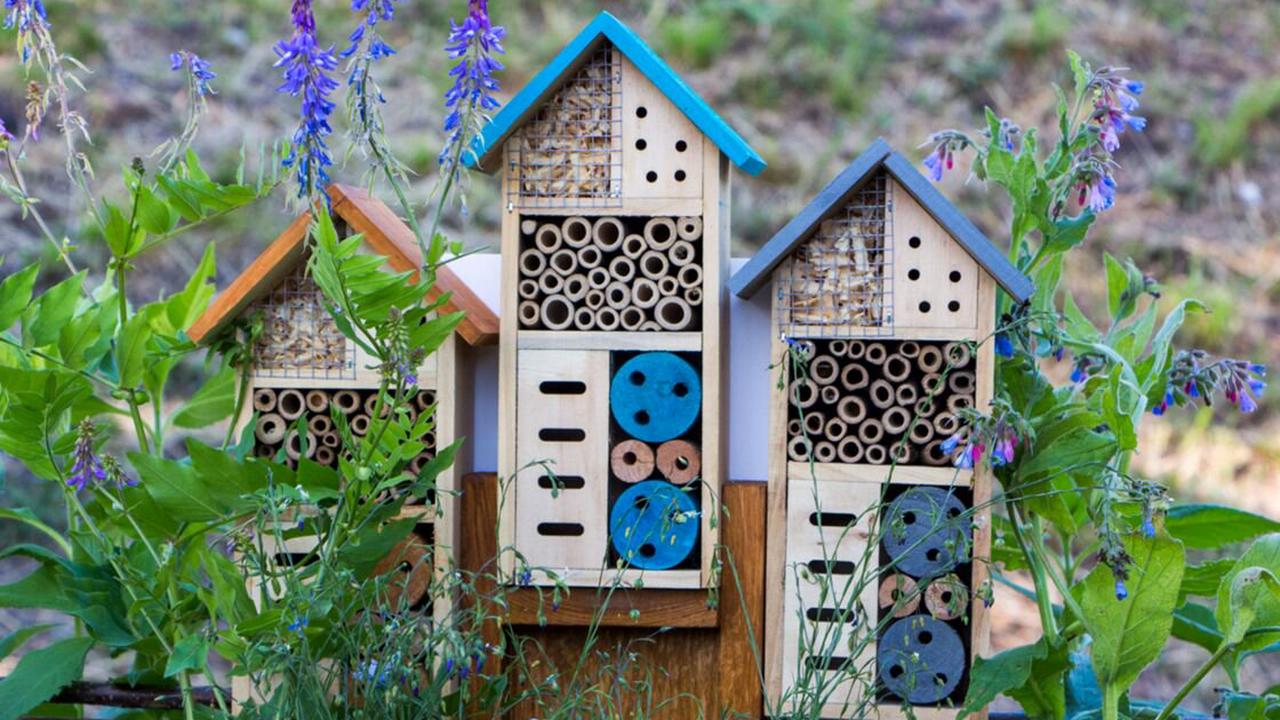 Jardin : quelles plantes choisir pour attirer les abeilles ?