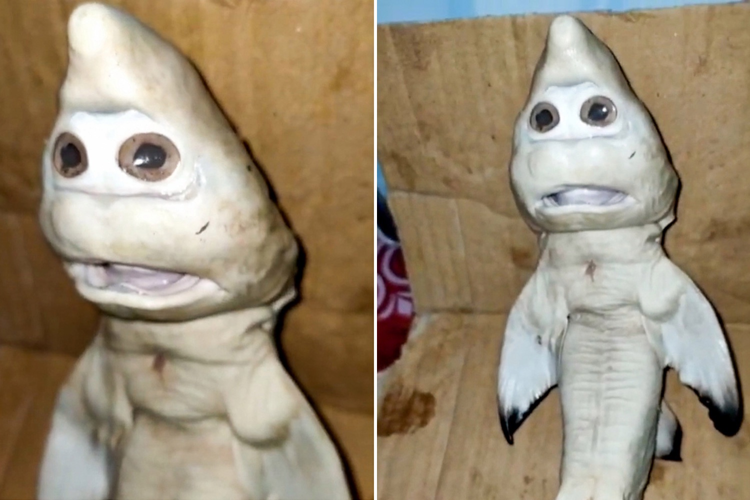 Bizarre Mutant Fish With A Human Face Dubbed The Real Life Baby Shark Opera News