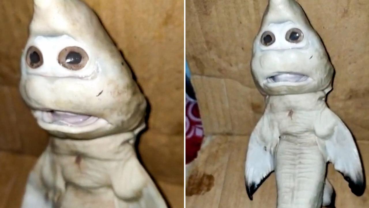 Bizarre Mutant Fish With A Human Face Dubbed The Real Life Baby Shark Opera News