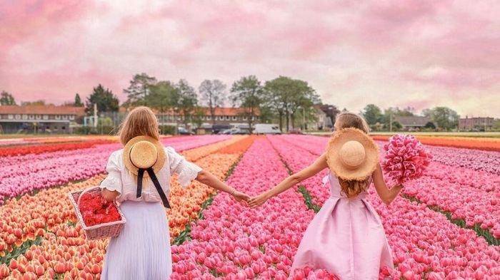 Ladang Bunga Tulip di Belanda