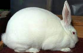 New Zealand Breed Rabbit